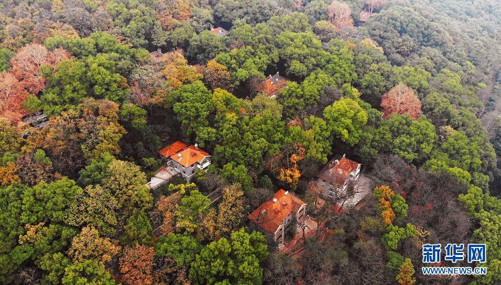 航拍初冬武汉大学 各色树木与校园古建相映成景