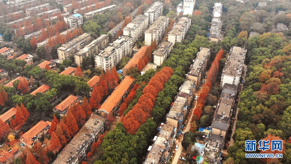 航拍初冬武汉大学 各色树木与校园古建相映成景