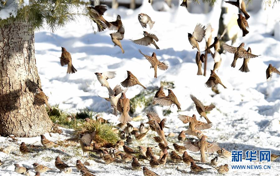 拉萨迎来今冬第一场雪