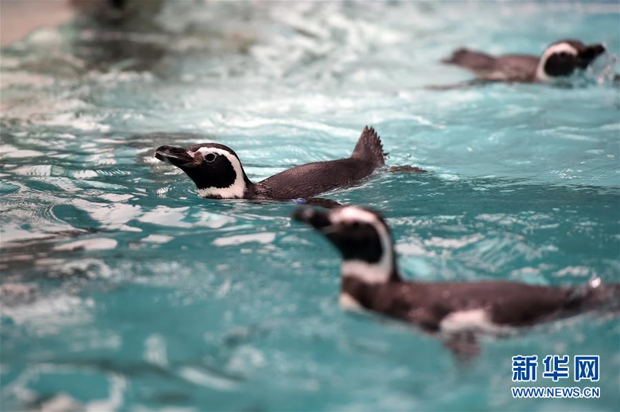 重庆动物园为动物取暖过冬