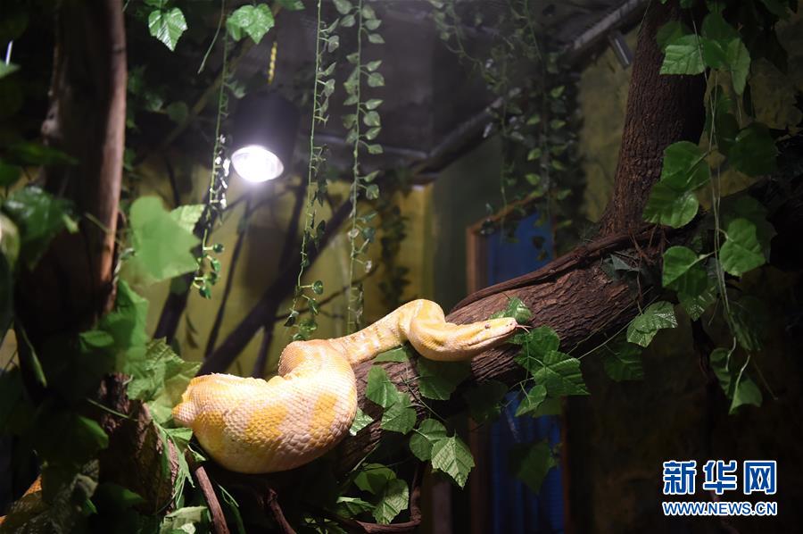 重庆动物园为动物取暖过冬