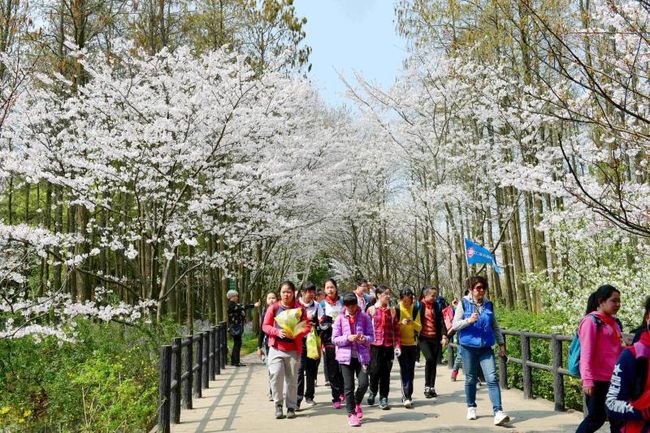 共青森林公园百花展周末开幕 市民赏花有了新去处