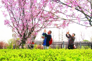 （旅游）贵阳双龙生态公园—— 樱花盛开迎客来