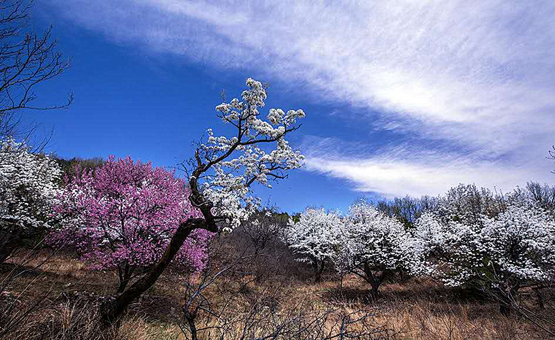 北京平谷百花季 杏花朵朵迎客来