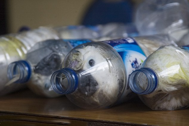 印尼海关查获24只濒危鹦鹉 被塞进塑料瓶走私