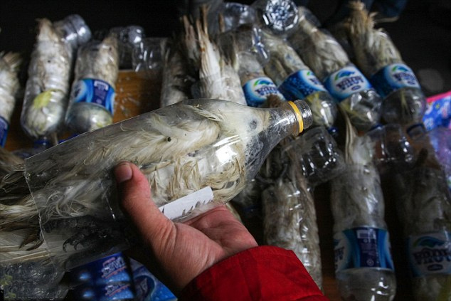 印尼海关查获24只濒危鹦鹉 被塞进塑料瓶走私