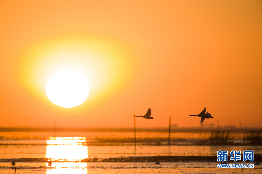 内蒙古：黄河湿地候鸟翩跹 蓝天夕阳相映如画