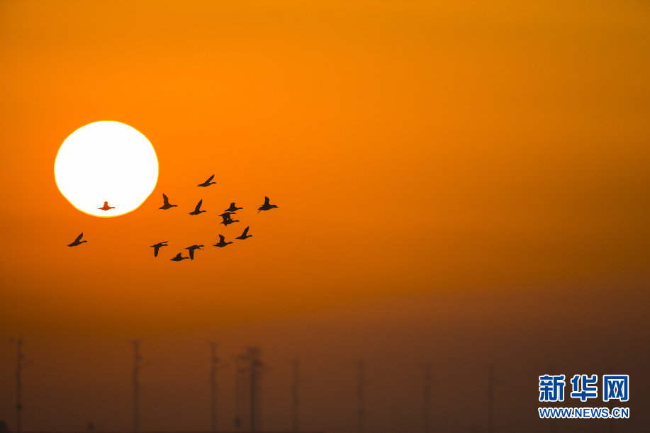 内蒙古：黄河湿地候鸟翩跹 蓝天夕阳相映如画