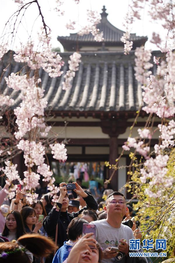 陕西：西安青龙寺 樱花引客来