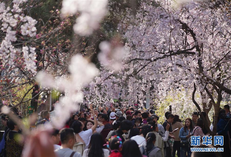 陕西：西安青龙寺 樱花引客来