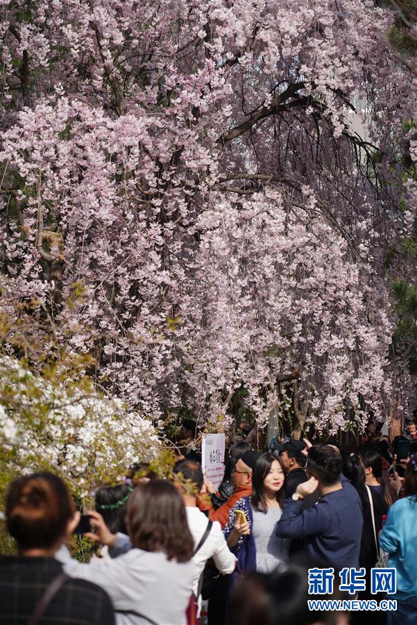 陕西：西安青龙寺 樱花引客来