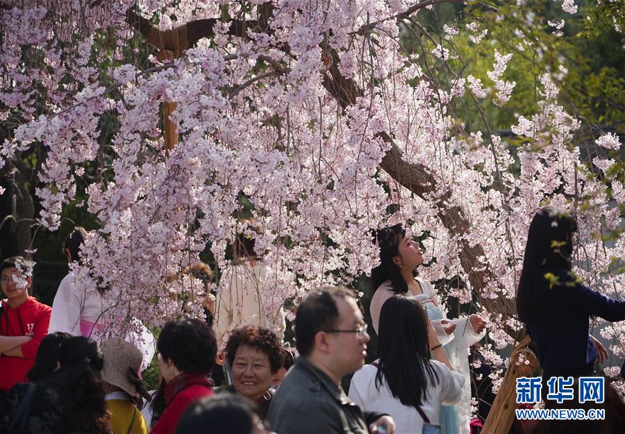 陕西：西安青龙寺 樱花引客来