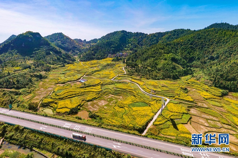 野菊花获丰收 大地披上“黄金甲”