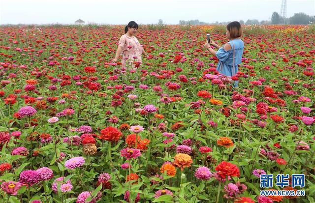 河北阳原：乡村花海引客来