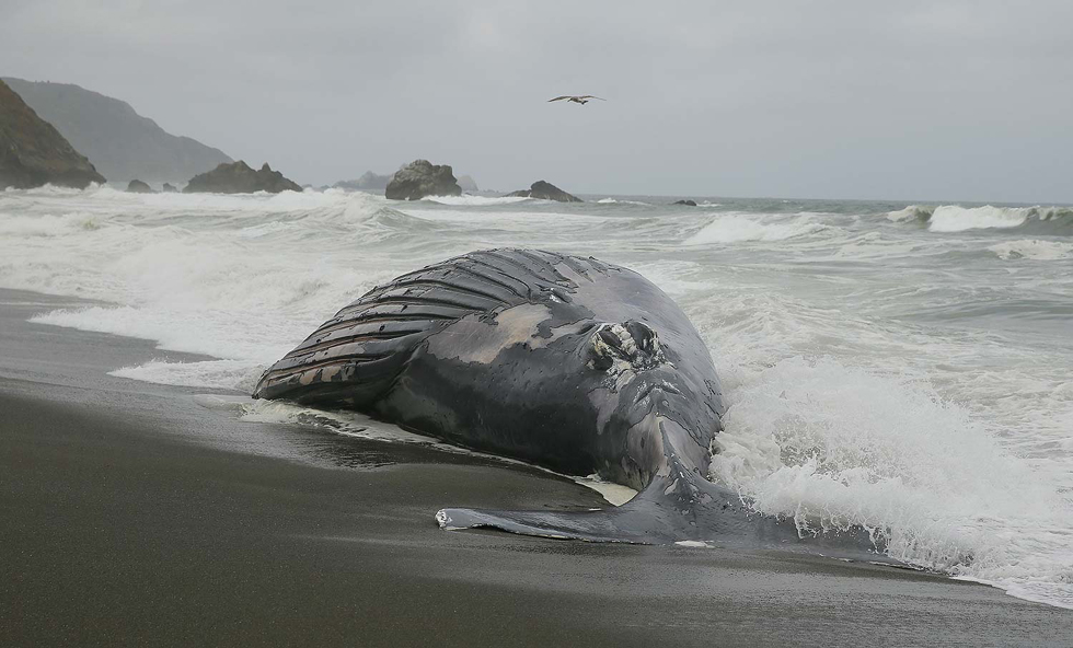 鲸鱼死亡图片