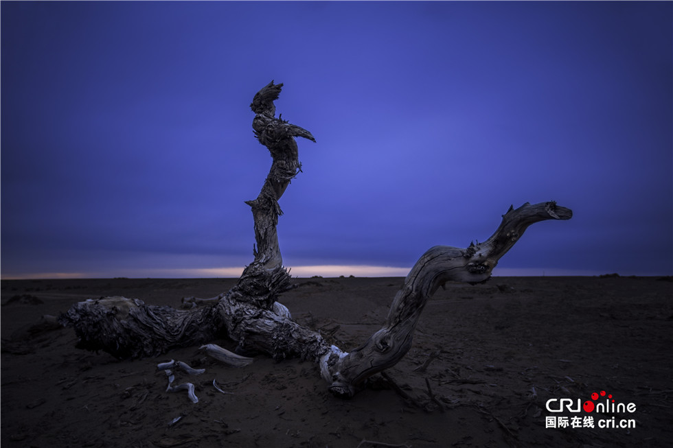 图片默认标题_fororder_不朽的胡杨