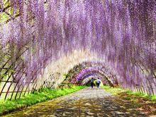 如梦似幻！实拍日本绝美紫藤隧道