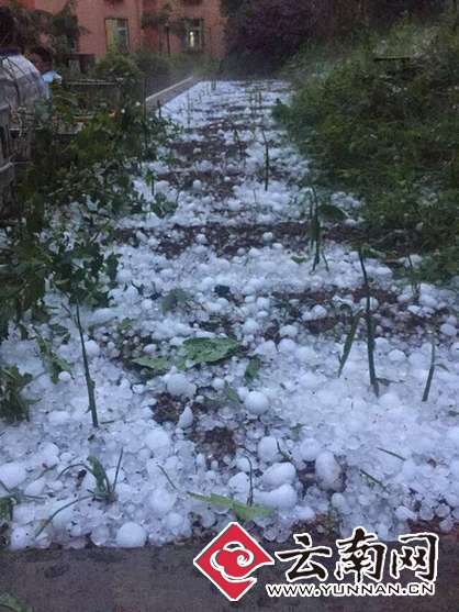 云南永善连续遭暴雨冰雹灾害 冰雹大如汤圆