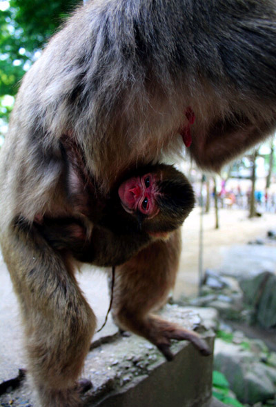 日本动物园欲为幼猴起名“夏洛特” 英王室表示理解