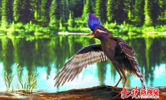 中国科学家发现最古老今鸟型类化石 距今1.3亿岁