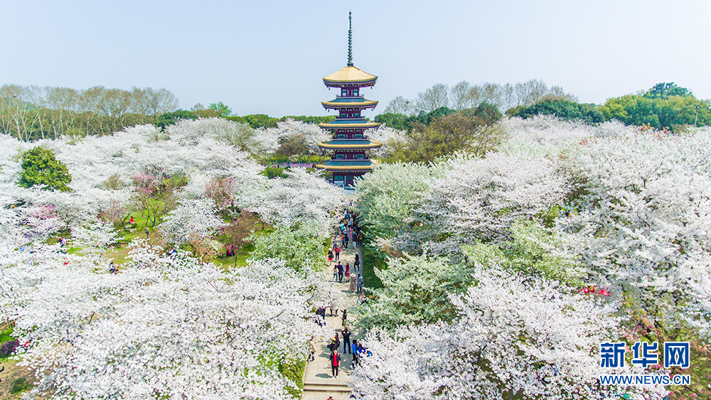 賞櫻正當時！武漢東湖櫻園萬株櫻花盛開