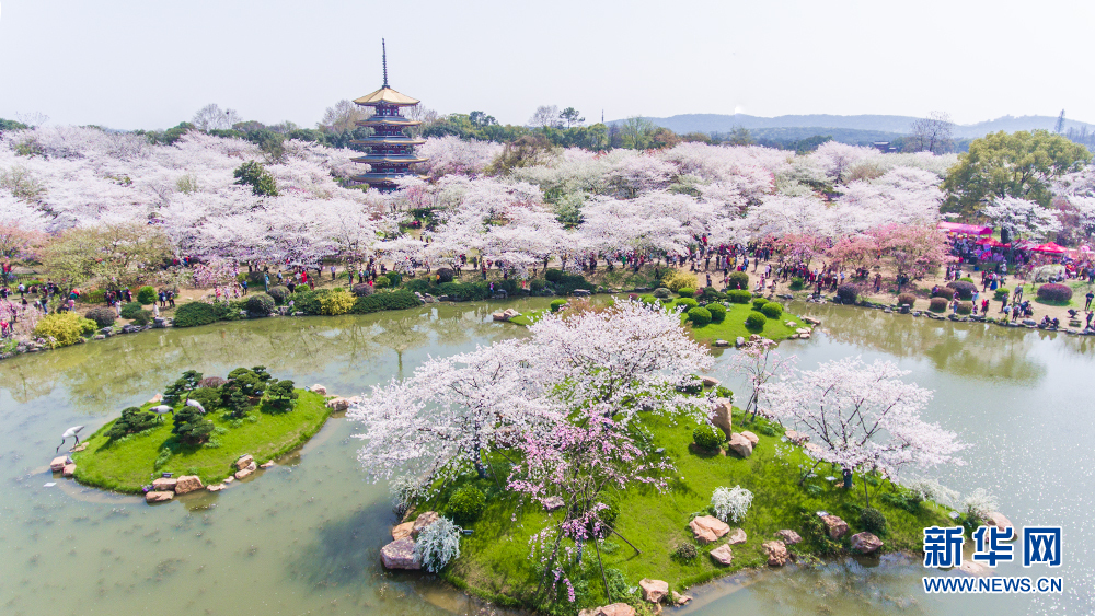 賞櫻正當時！武漢東湖櫻園萬株櫻花盛開