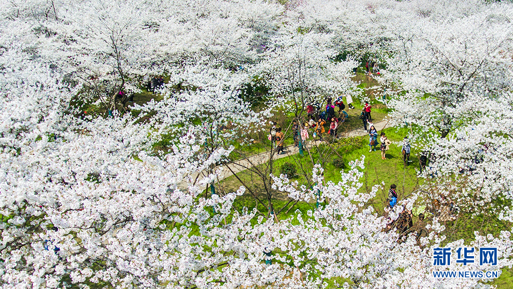 賞櫻正當時！武漢東湖櫻園萬株櫻花盛開