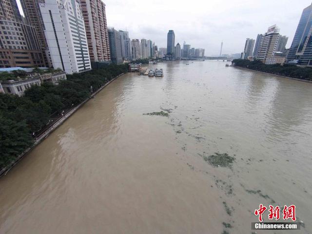 廣東連日暴雨 水浮蓮侵入珠江成災