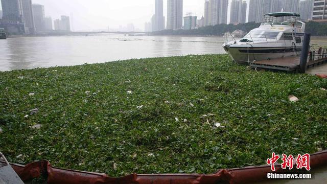 廣東連日暴雨 水浮蓮侵入珠江成災