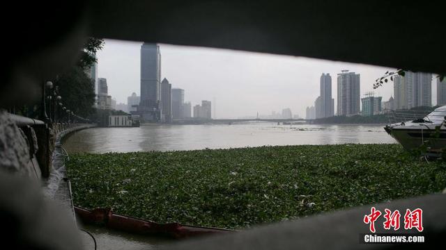 廣東連日暴雨 水浮蓮侵入珠江成災