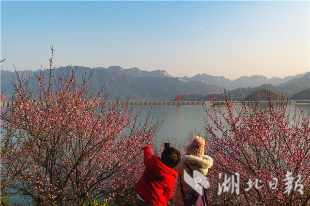 宜昌：梅花暗香醉三峡