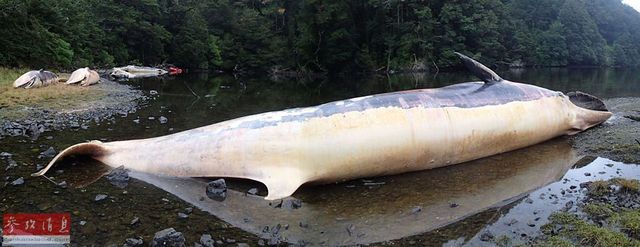 智利南部海灘現20頭鯨屍體 智利南部海灘現20頭鯨屍體