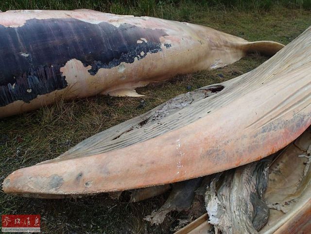 智利南部海灘現20頭鯨屍體 智利南部海灘現20頭鯨屍體