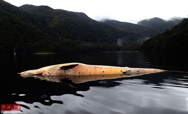 智利南部海灘現20頭鯨屍體 智利南部海灘現20頭鯨屍體