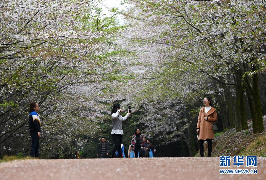 貴州貴安新區：櫻花如雪春正好