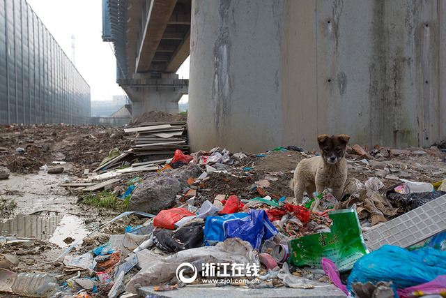 杭州宁杭高铁桥下惊现"千米垃圾带"
