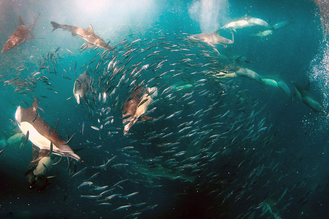 南非洋面現千隻海豚捕食浩大場面