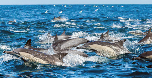 南非洋面現千隻海豚捕食浩大場面