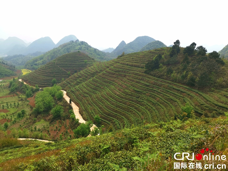 贵州镇宁：生态茶山添绿富民（组图）