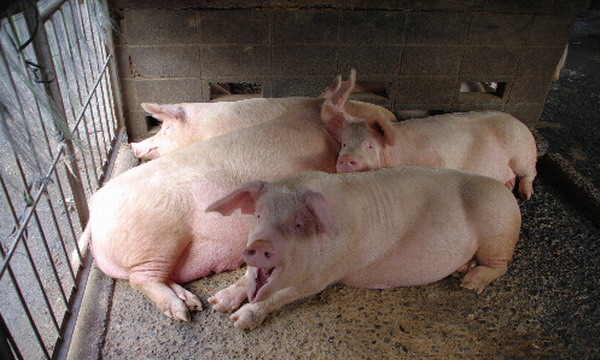 日本养猪场用绿茶喂猪 食客赞誉肉质鲜嫩无腥味