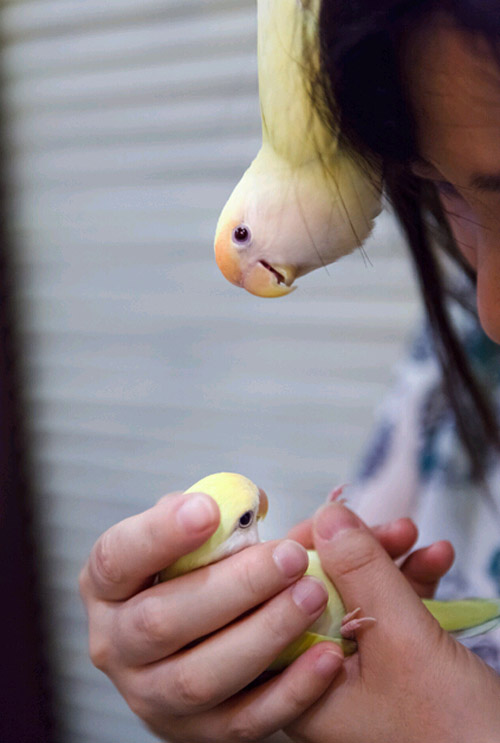 鹦鹉咖啡馆走俏日本 顾客八成是女性