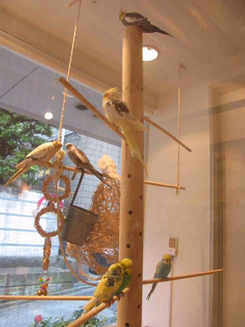 鹦鹉咖啡馆走俏日本 顾客八成是女性