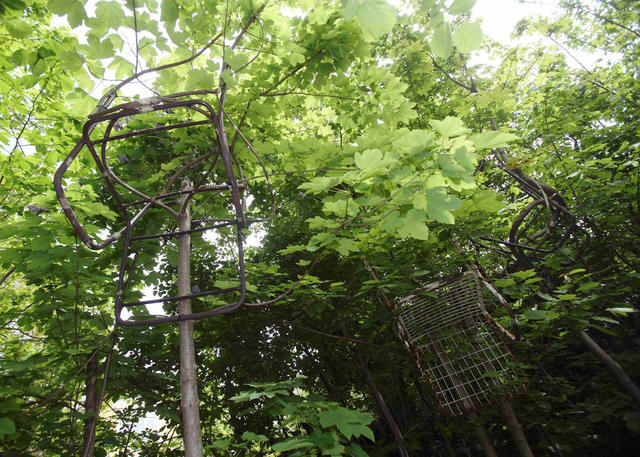 奥地利艺术家创造自然生长木椅
