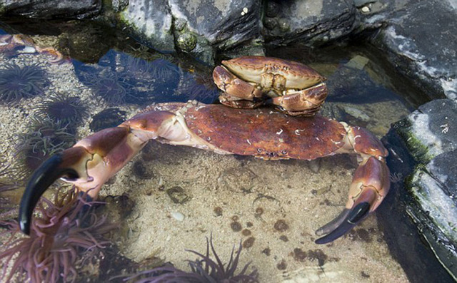 巨蟹現身英吉利海峽 雙鉗可夾碎人手腕