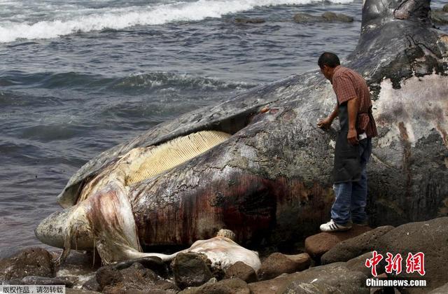 15米长灰鲸搁浅墨西哥海岸后死亡