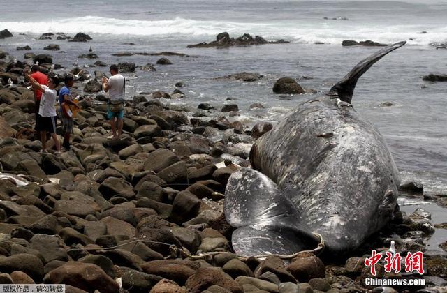 15米长灰鲸搁浅墨西哥海岸后死亡