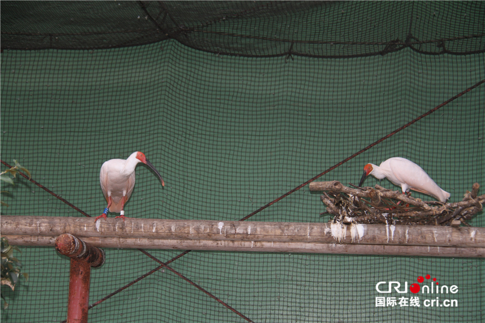 图片默认标题_fororder_图9 中国赠送的“楼楼”（左） 金子良则摄