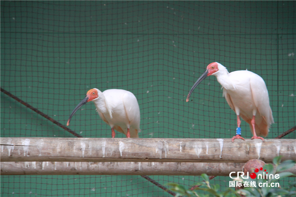 图片默认标题_fororder_图8 中国赠送的“关关”（右） 金子良则摄