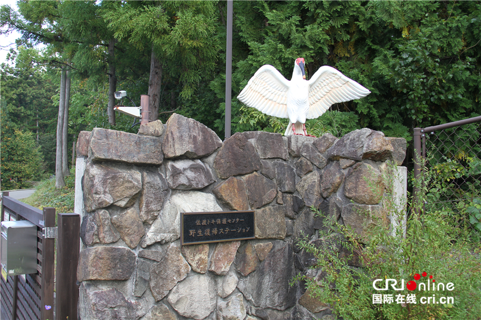 图片默认标题_fororder_图5 佐渡朱鹮保护中心 李轶豪摄