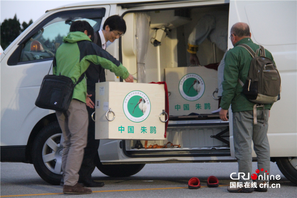 图片默认标题_fororder_图7 中国赠送的两只朱鹮运抵佐渡机场  李轶豪摄
